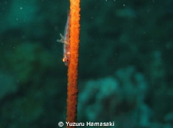 goby with parasites by Yuzuru Hamasaki 